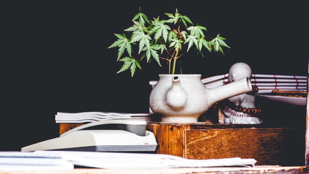 A look into the life of a pot plant parent
