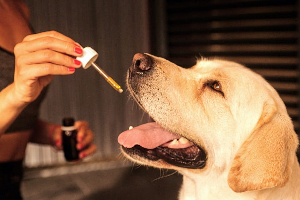 Labrador dog receiving drops of CDD oil