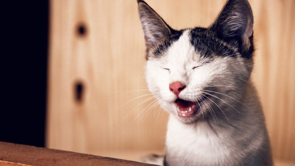 Can Your Pets Get High From A Whiff of Weed?