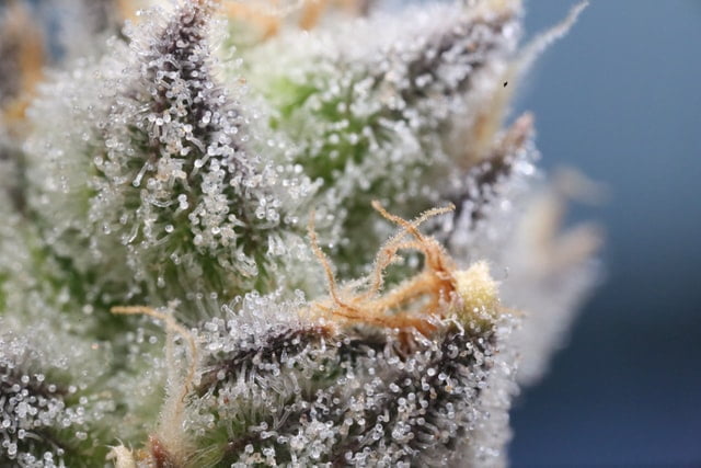 Close up on trichomes on cannabis flower