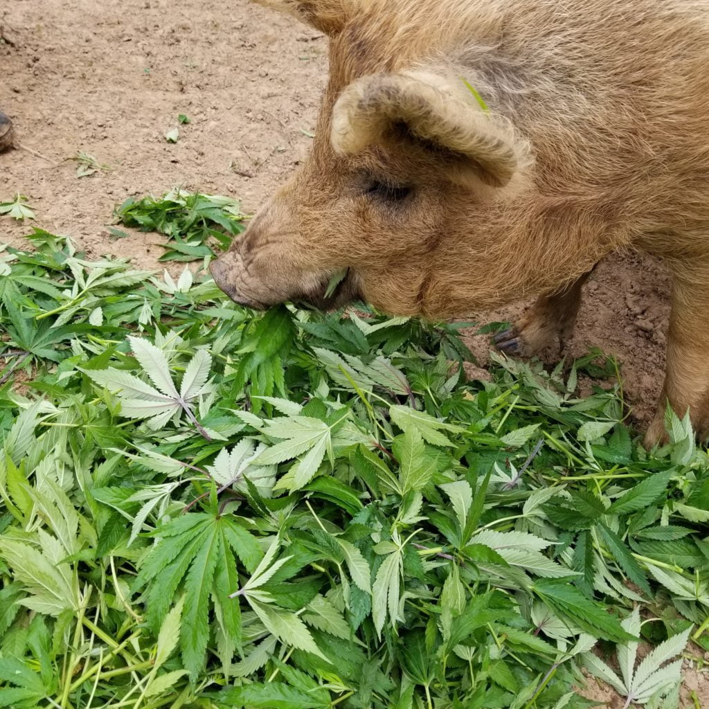 pigs in In the Kingdom of Bhutan eating cannabis