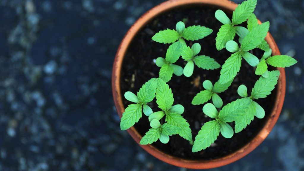 5 Fascinating Facts About Cannabis That Will Blow Your Mind