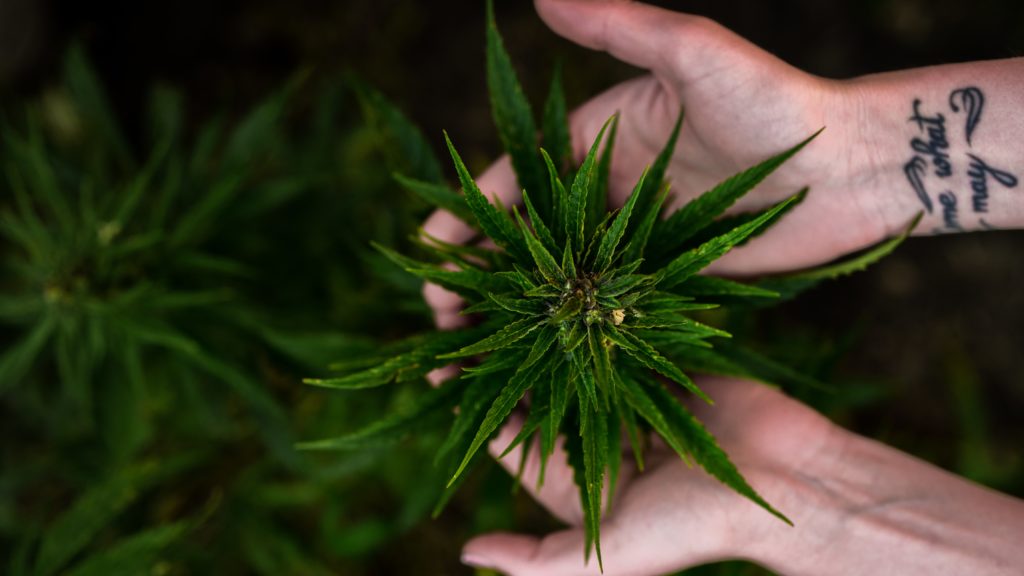Cape Cannabis Club Suspends Operations After Police Raid