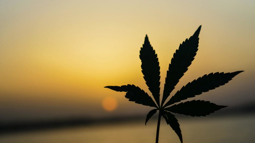 Cannabis Indica vs Sativa, Are They Really Different And Is There Truth To The Widely Accepted Anecdotal Evidence?