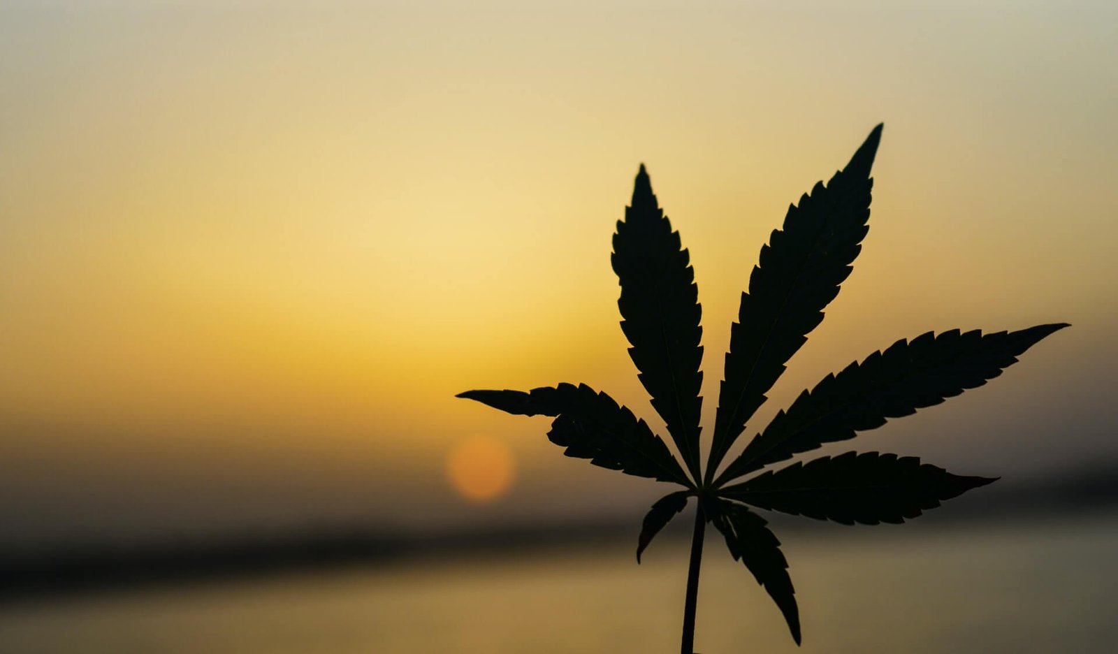 Cannabis Sativa vs Indica Silhouette of cannabis leaf at sunset