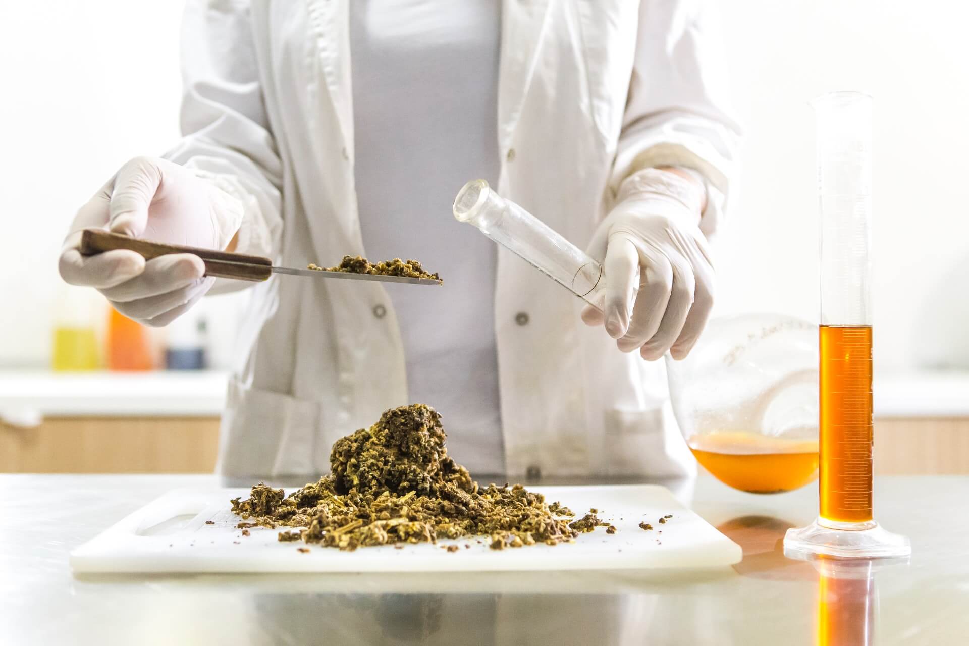 DIY Cannabis Honey Sticks Scientist Preparing Cannabis Honey