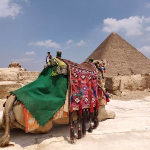 Egypt, Pyramid and a Camel