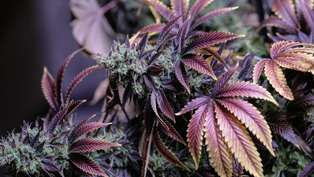 DIY Hash – Everything You Need To Know About Hashish And How To Make Your Own Cannabis Extract At Home