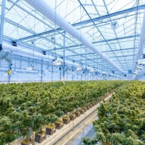 Legal Cannabis Grow in South Africa