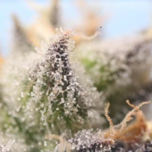 Trichome rich cannabis flower