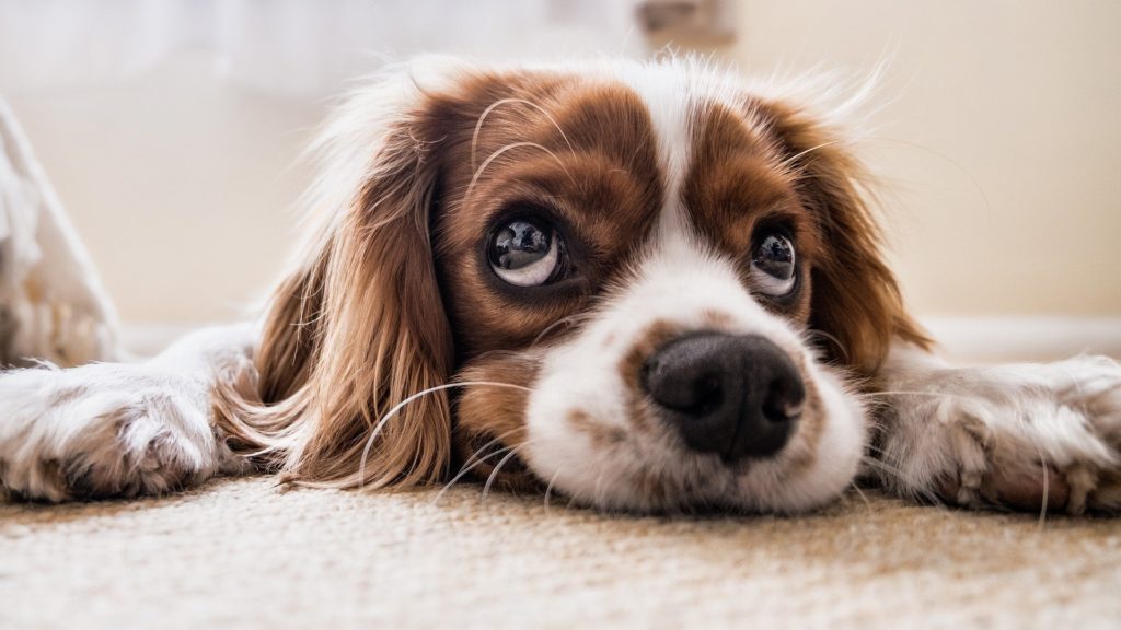 CBD Living Pet Adds Two More Flavours To Its Dog Soft Chews Line