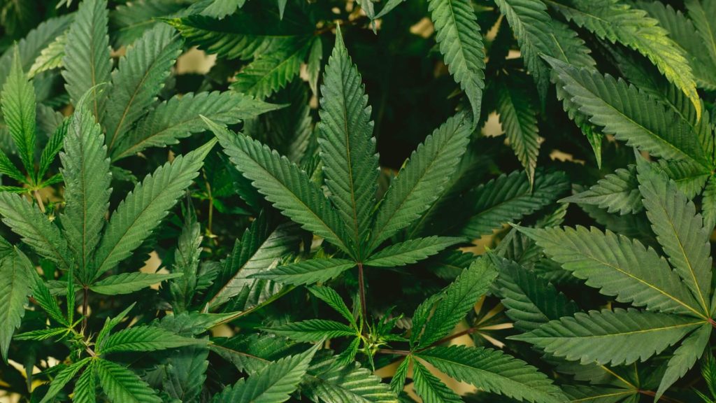 EPM301 – A Synthetic Cannabinoid Acid More Potent Than THC Or CBD Is Discovered By The Godfather of Cannabis Research