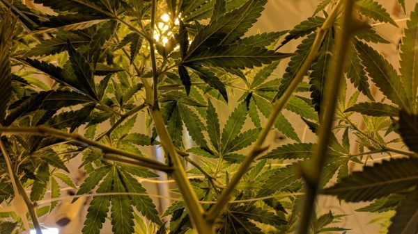Marijuana Mamma Gift Ideas
