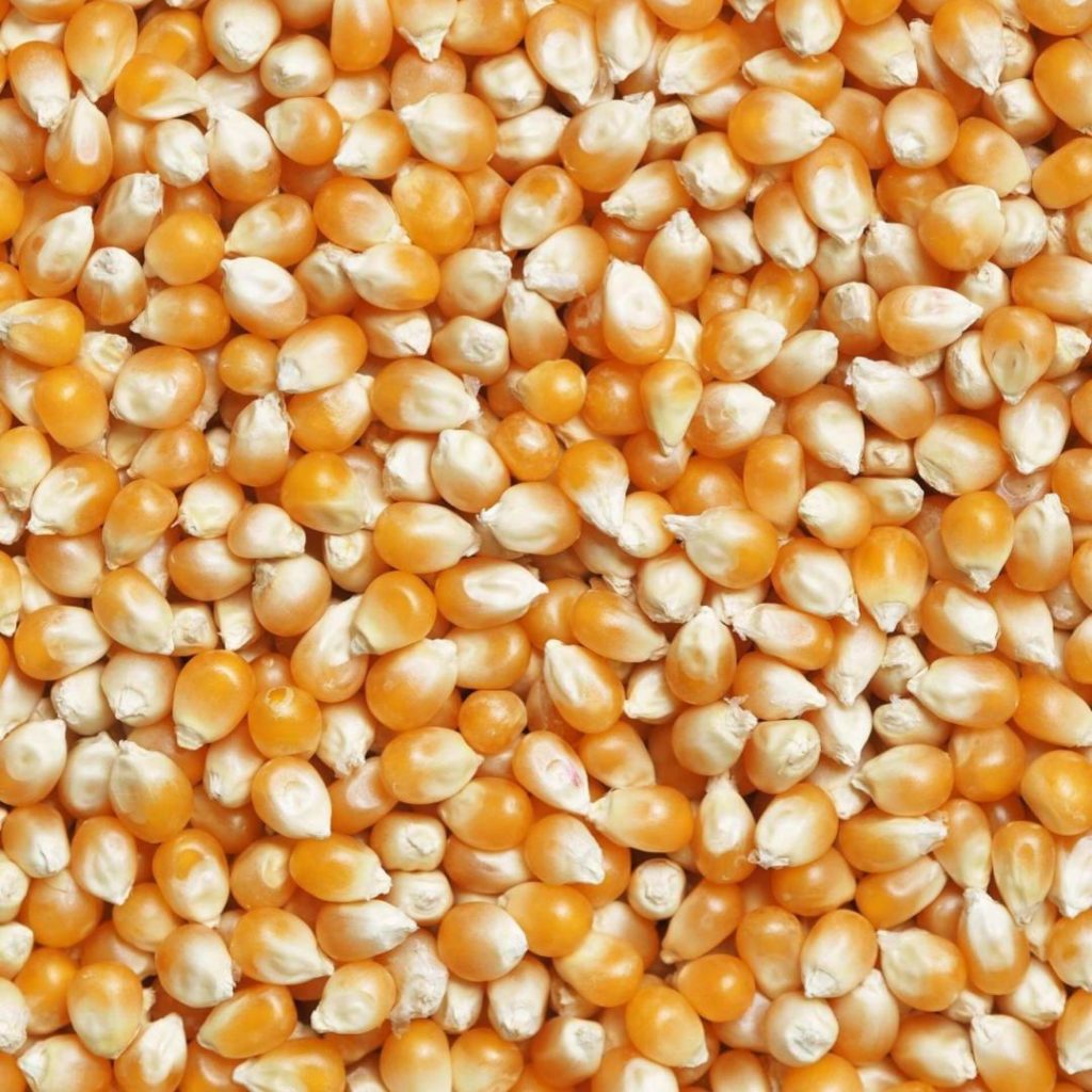 Popcorn Kernels