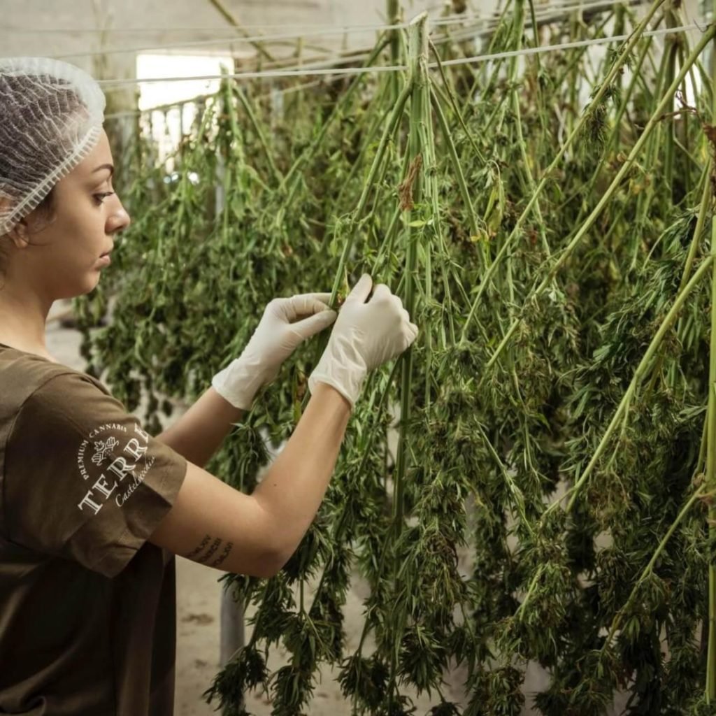 Marijuana Cultivation Career