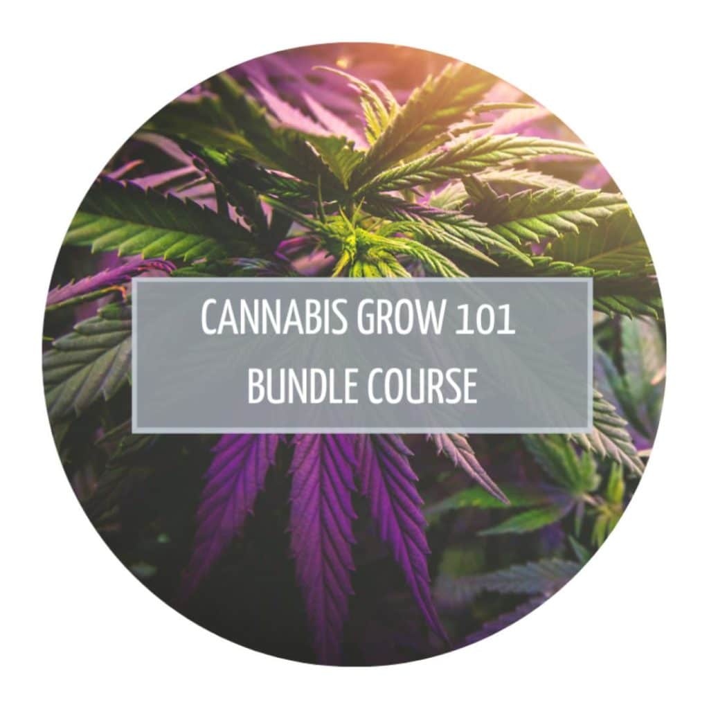 Cannabis Grow 101 Bundle Course