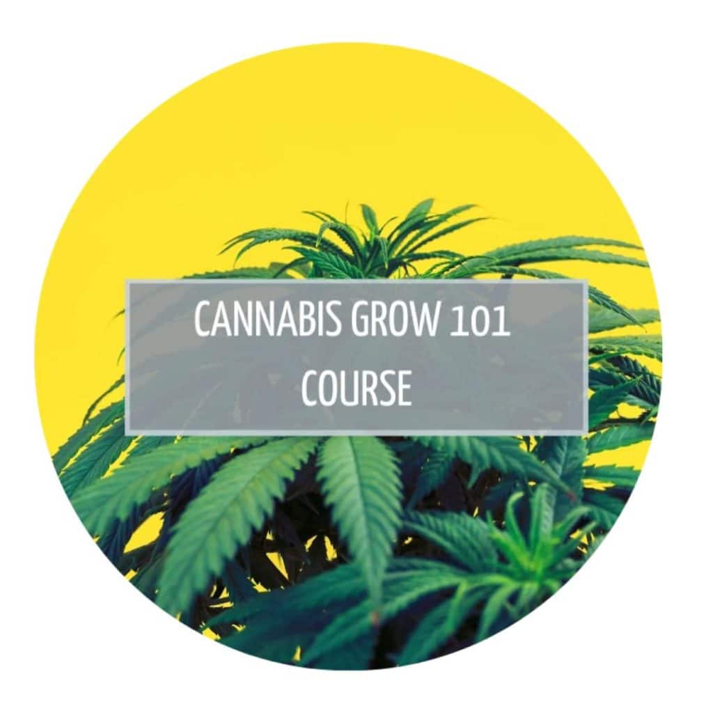 Cannabis Grow 101 Course