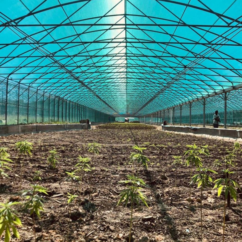 Cannabis Grow Tunnel