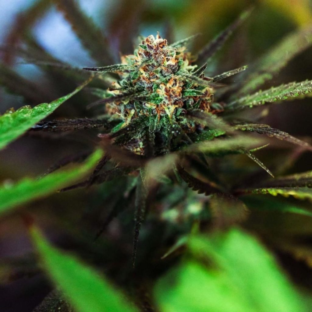 Healthy Cannabis Plant