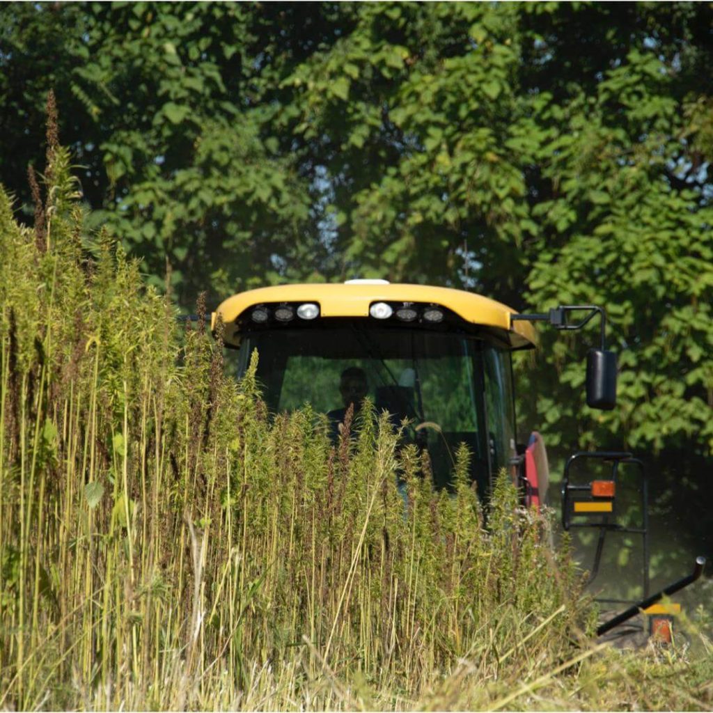 Industrial Hemp Cultivation to make Hempcrete