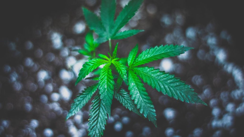 New Growers Often Make These Five Mistakes – What To Avoid To Guarantee A Successful Cannabis Grow