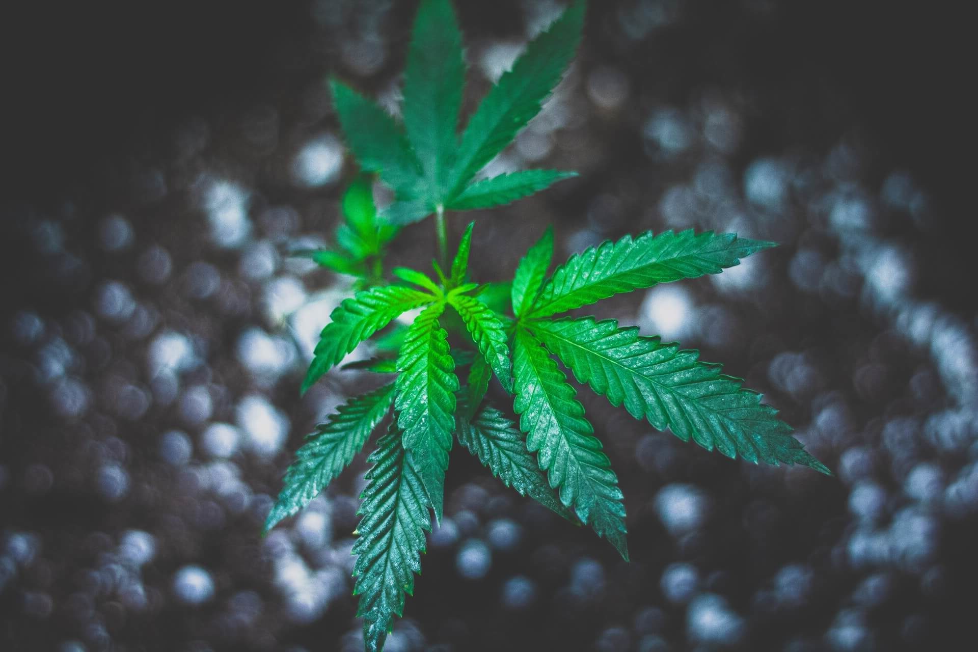 New Growers Often Make These Mistakes