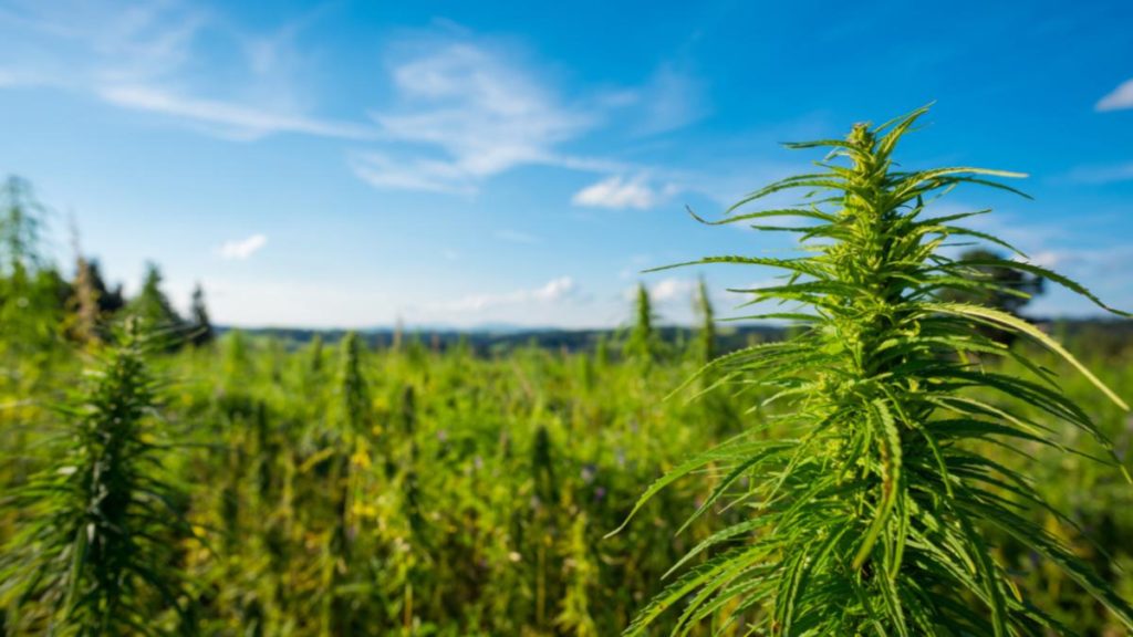 CBD Hemp Oil – How CannaChi CBD Hemp Tincture Made Me Less Anxious, Less Scatterbrained And More Focused On The Job At Hand