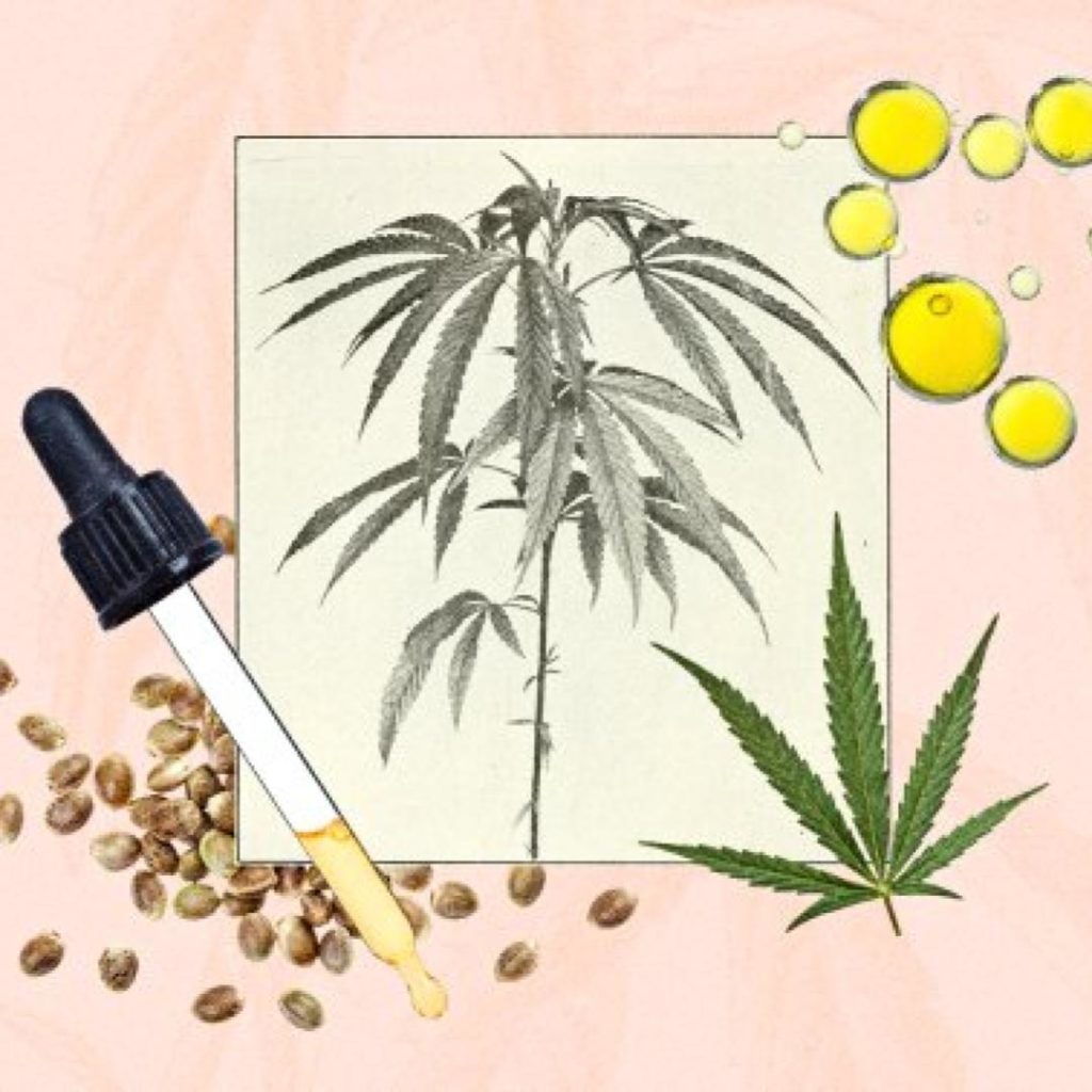 CBD Hemp Oil Illustration