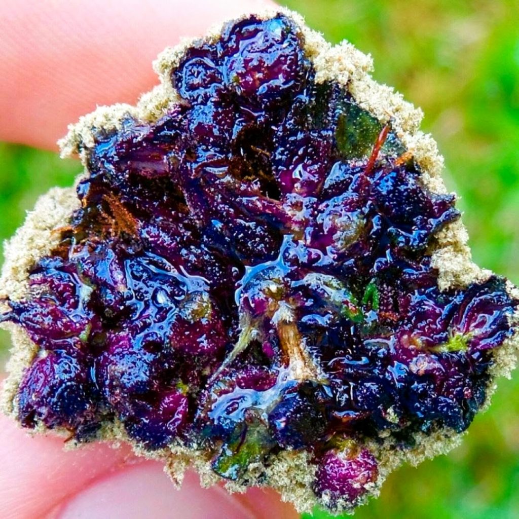 Juicy Purple Moon Rocks