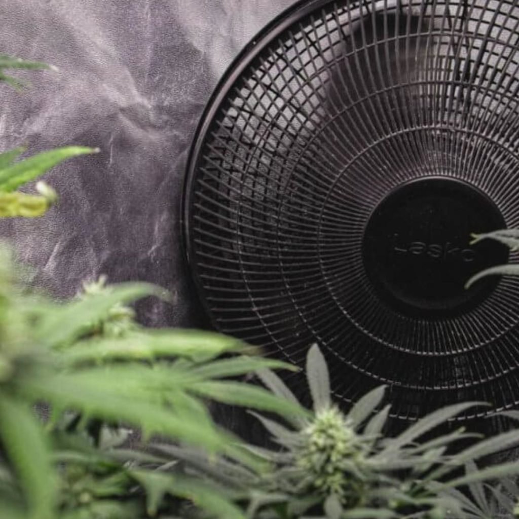 Airflow for Cannabis Cultivation