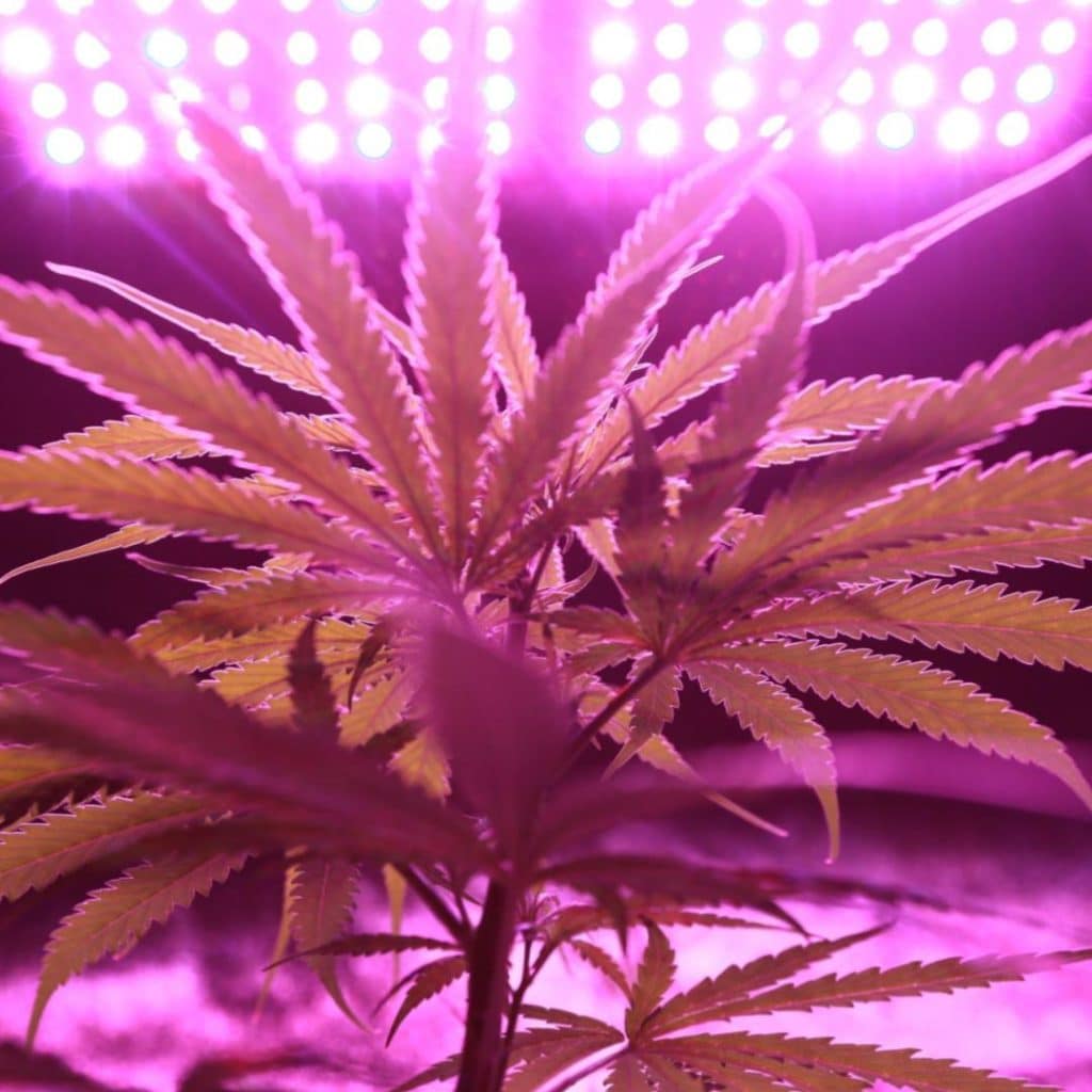 Cannabis Grow Lighting