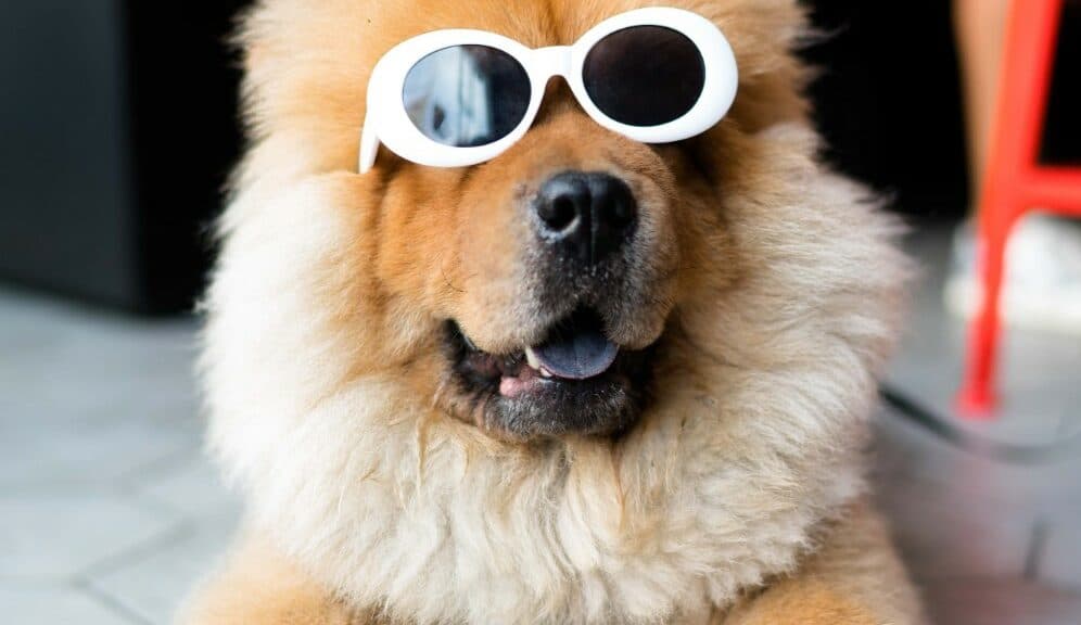 Why Owners Prefer CBD Oil For Dogs Over Other Hemp Products