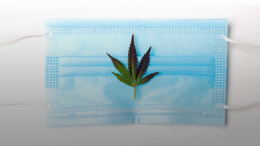Cannabis Compounds Prevent Infection By Covid-19 Virus, Study Finds