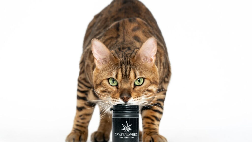 Should You Feed Your Cat CBD Treats?