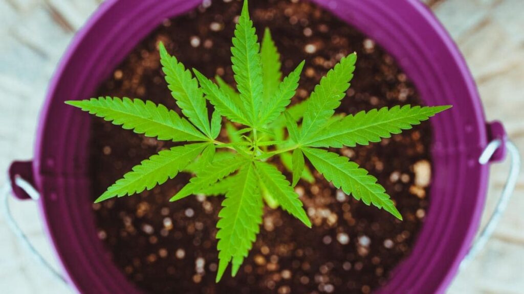 Cannabis Plant Anatomy – Up Close And Personal With Marijuana