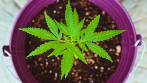 Cannabis Pot Plant