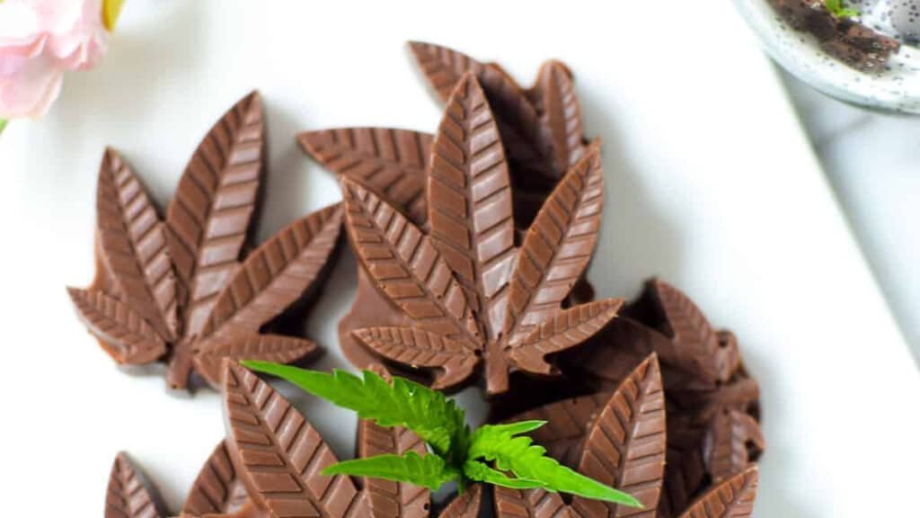 Infuse chocolate cannabis leaves