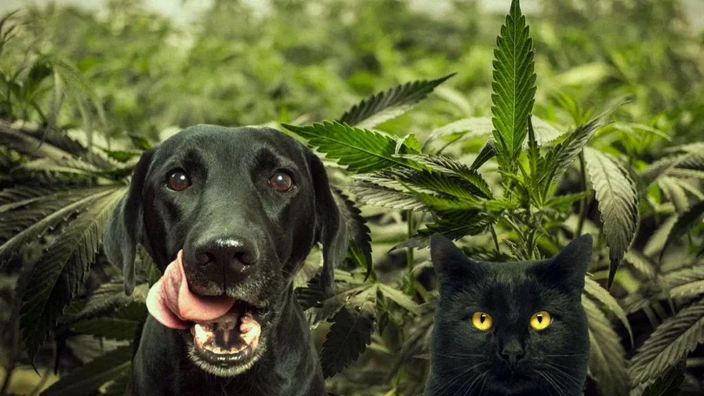 What You Need To Know About The Effects Of Cannabis On Cats and Dogs