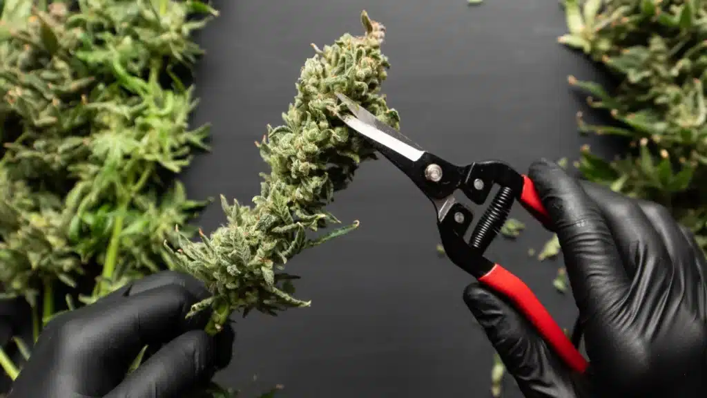 How To Upcycle And Get The Most Out Of Cannabis Trim