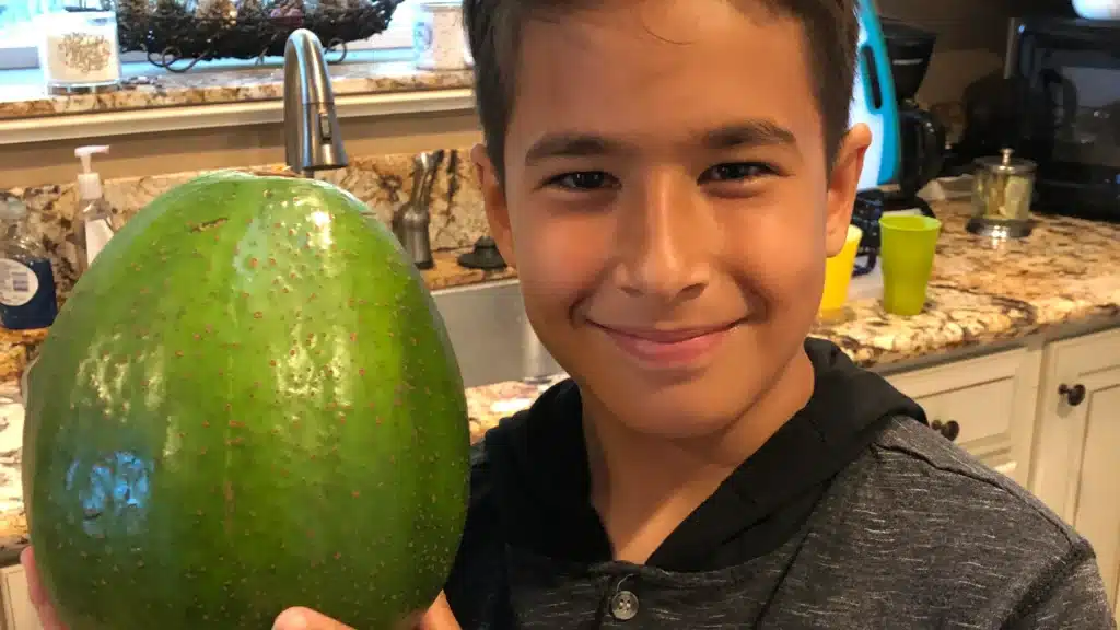 The Heaviest Avocado In The World Weighs In At 2.55 kg
