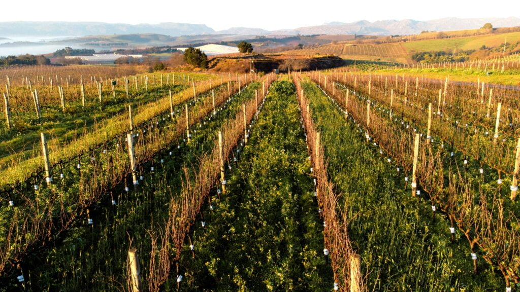 Pop The Corks And Celebrate The Birth Of Organic Wines South Africa