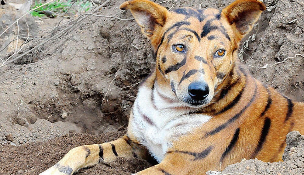 Coffee Farmer Makes Dog Look Like A Tiger To Save Crop From Monkeys